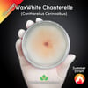WaxWhite Chanterelle (Cantharellus Cerinoalbus) Live Mycelium Mushroom Culture Spawn Seed