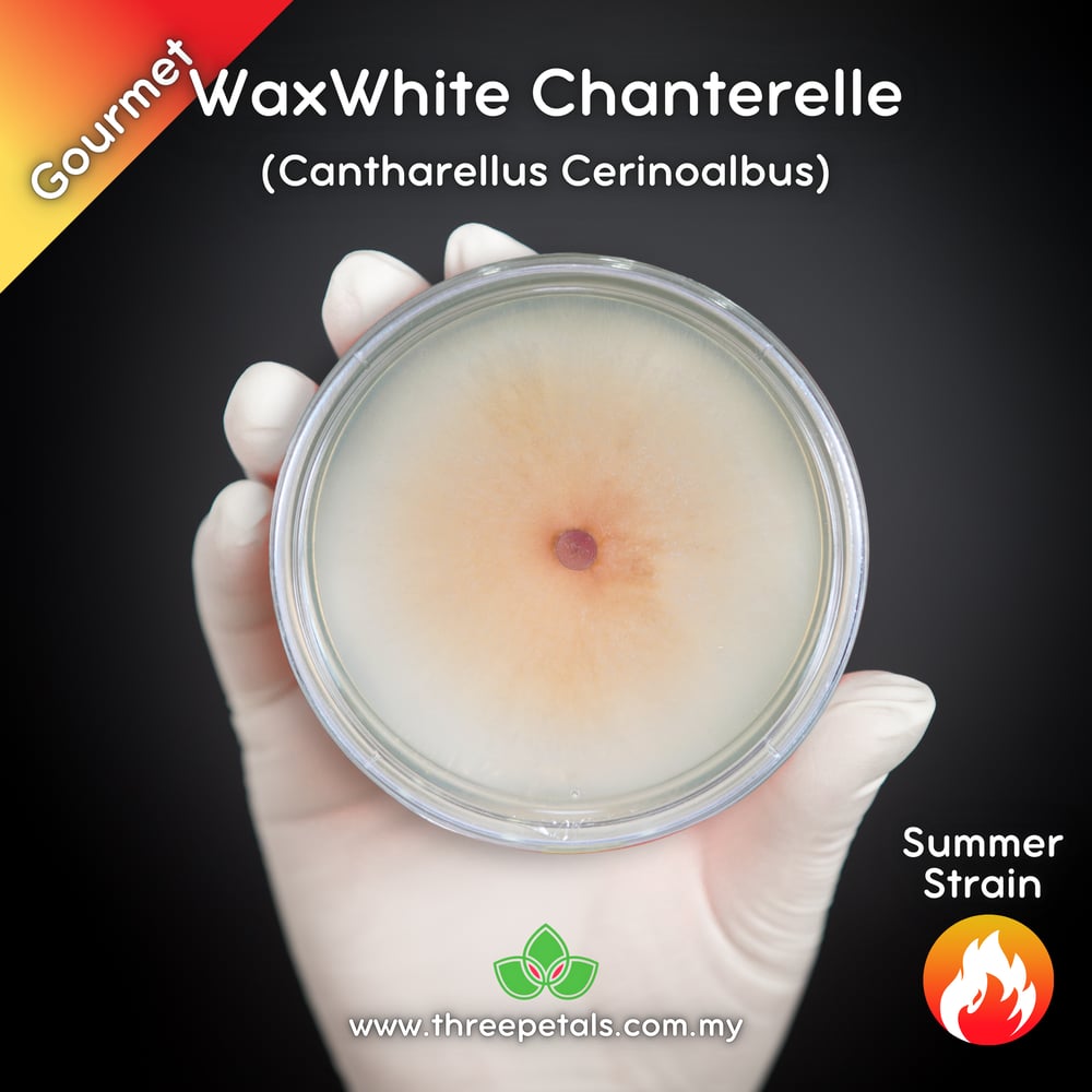 WaxWhite Chanterelle (Cantharellus Cerinoalbus) Live Mycelium Mushroom Culture Spawn Seed