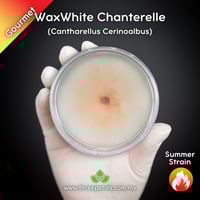 Image 1 of WaxWhite Chanterelle (Cantharellus Cerinoalbus) Live Mycelium Mushroom Culture Spawn Seed