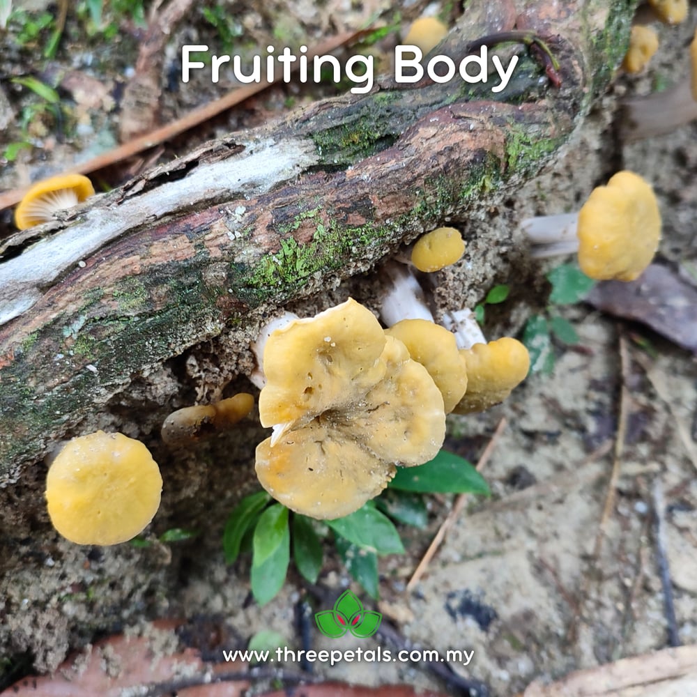 WaxWhite Chanterelle (Cantharellus Cerinoalbus) Live Mycelium Mushroom Culture Spawn Seed