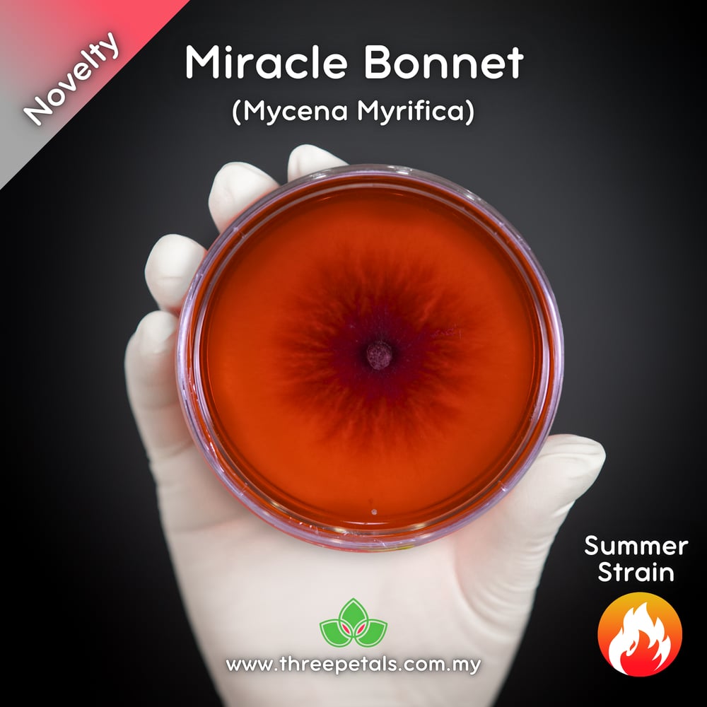 Miracle Bonnet (Mycena Myrifica) Live Mycelium Mushroom Culture Spawn Seed