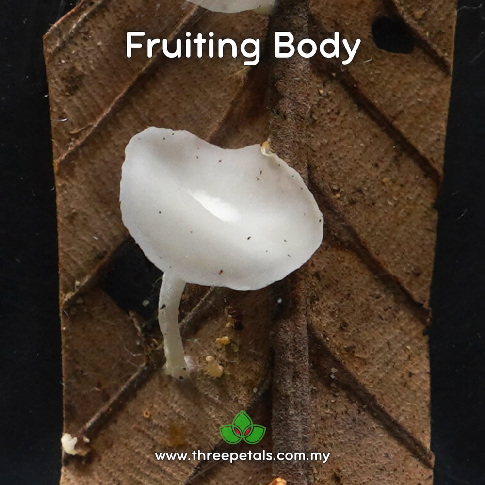 Miracle Bonnet (Mycena Myrifica) Live Mycelium Mushroom Culture Spawn Seed