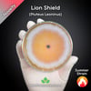 Lion Shield (Pluteus Leoninus) Live Mycelium Mushroom Culture Spawn Seed