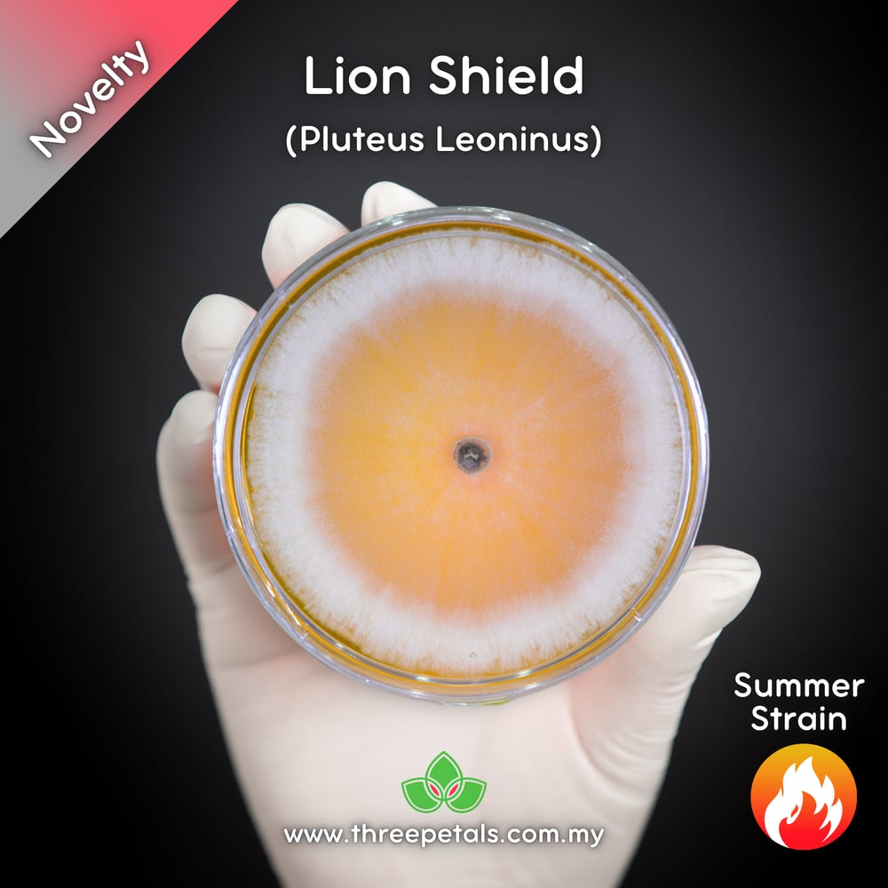 Lion Shield (Pluteus Leoninus) Live Mycelium Mushroom Culture Spawn Seed
