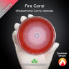 Fire Coral (Podostroma/Trichoderma Cornu-damae) Live Mycelium Mushroom Culture Spawn Seed
