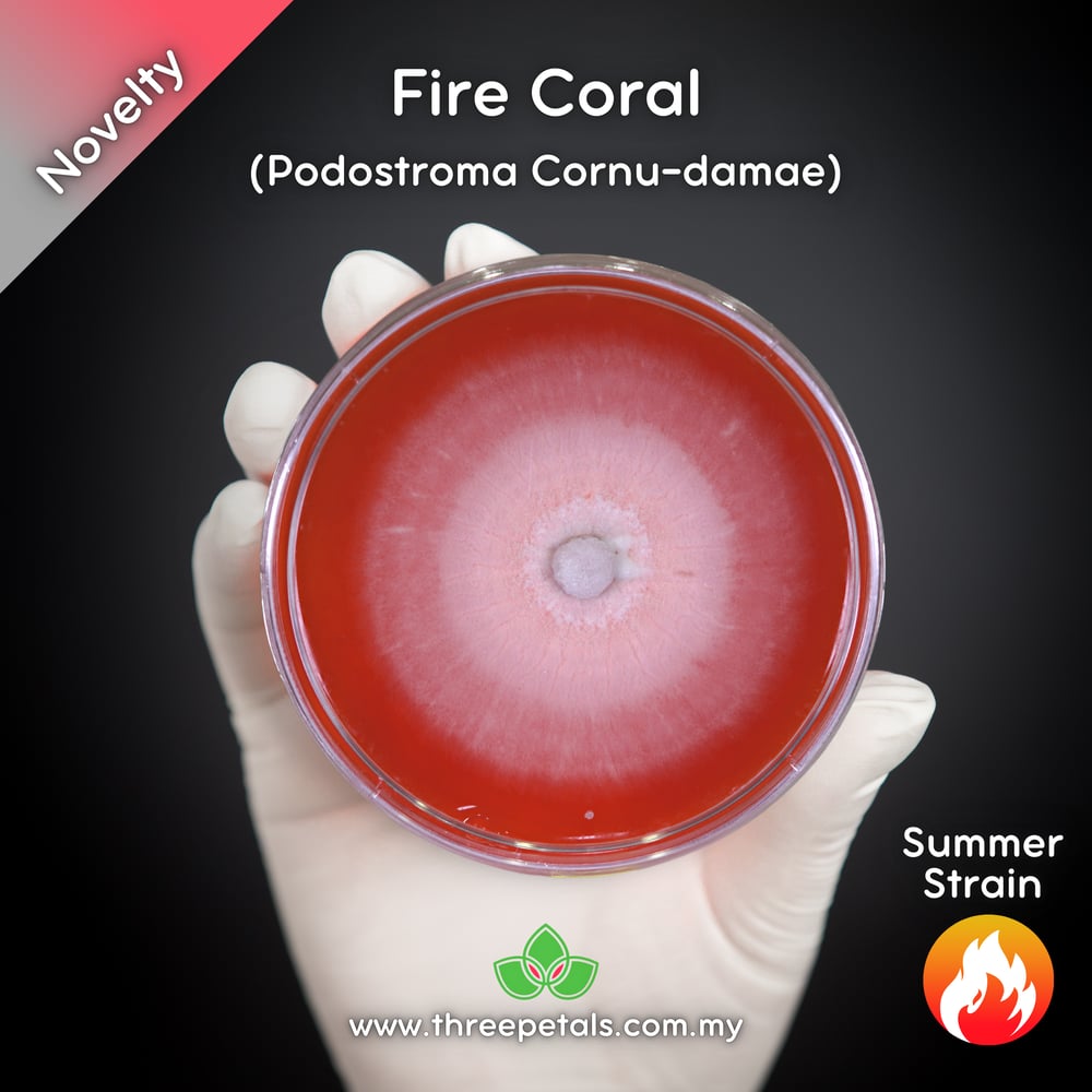 Fire Coral (Podostroma/Trichoderma Cornu-damae) Live Mycelium Mushroom Culture Spawn Seed