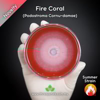Image 1 of Fire Coral (Podostroma/Trichoderma Cornu-damae) Live Mycelium Mushroom Culture Spawn Seed
