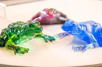 Image 7 of Frogs