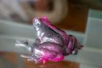 Image 11 of Frogs