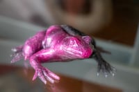 Image 10 of Frogs