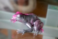 Image 12 of Frogs