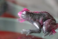 Image 19 of Frogs