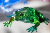Image 16 of Frogs