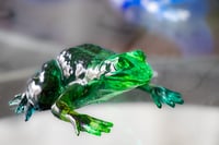 Image 18 of Frogs
