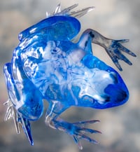 Image 14 of Frogs