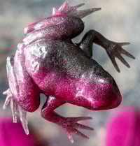Image 20 of Frogs