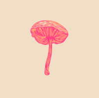Image 3 of Shiitakes Mushroom