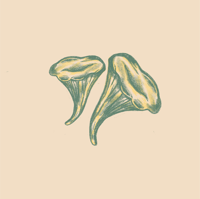 Image 4 of Chanterelle Mushroom 