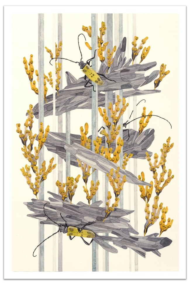 Adaptation 2 - Medium Print