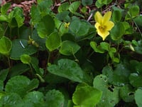 Image 1 of Evergreen Violet: Viola sempervirens
