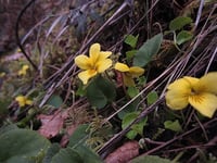 Image 2 of Evergreen Violet: Viola sempervirens