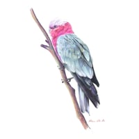 Image 1 of "Rose and Silver" - Galah Print