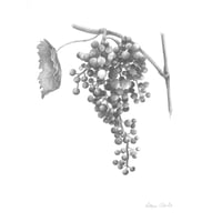 Image 1 of "Vineyard Harvest" - Grape Cluster Study Graphite Print