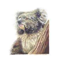 Image 1 of "Eucalyptus Dreamer" - Koala Portrait Print