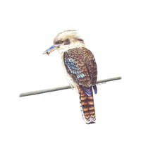 Image 1 of "Bushland Sentinel" - Kookaburra Print