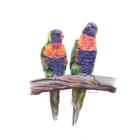 Image 1 of "Colourful Companions" - Rainbow Lorikeets Print
