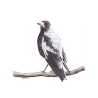 Image 1 of "Dawn Chorus" - Australian Magpie Print
