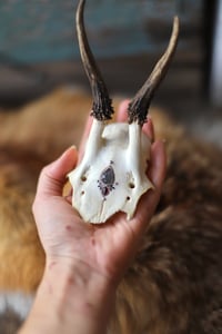 Image 4 of Teschio di Capriolo - Adularia grigia e Granato 