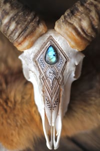 Image 5 of Teschio di Muflone -Iris e Labradorite-