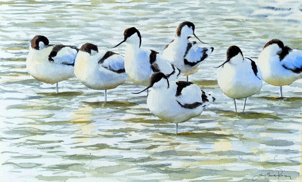 Image of Avocets on a blustery March day