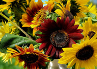 Image 4 of NOTECARDS BY LOVELIGHT PRINTS 