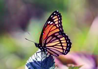 Image 1 of NOTECARDS BY LOVELIGHT PRINTS 