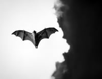 Giant Bat in Nakhon Sawan Province