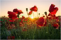 Poppy Sunset on the Downs