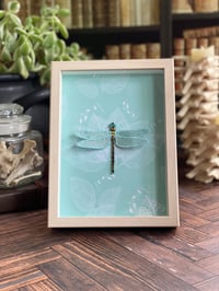 Faux Entomology Mounts - Golden Ring Dragonfly (5x7)