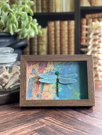 Faux Entomology Mounts - Golden Ring Dragonfly (4x6)