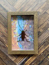 Image 2 of Faux Entomology Mounts - Common Cockroach