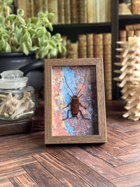 Image 1 of Faux Entomology Mounts - Common Cockroach