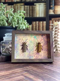 Image 1 of Faux Entomology Mounts - Mix of 2 Hissing Cockroaches
