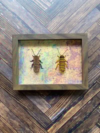 Image 2 of Faux Entomology Mounts - Mix of 2 Hissing Cockroaches