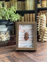Image 1 of Faux Entomology Mounts - Hissing Cockroach