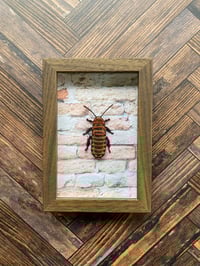 Image 2 of Faux Entomology Mounts - Hissing Cockroach