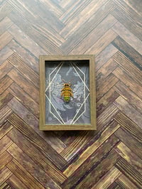 Image 3 of Faux Entomology Mounts - Halloween Hissing Cockroach