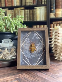 Image 2 of Faux Entomology Mounts - Halloween Hissing Cockroach