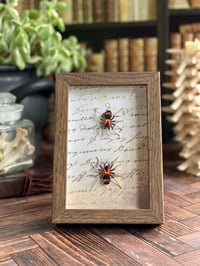 Image 1 of Faux Entomology Mounts - Trinidad Dwarf Tarantula (2 piece)
