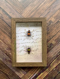 Image 2 of Faux Entomology Mounts - Trinidad Dwarf Tarantula (2 piece)